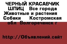 ЧЕРНЫЙ КРАСАВЧИК ШПИЦ - Все города Животные и растения » Собаки   . Костромская обл.,Волгореченск г.